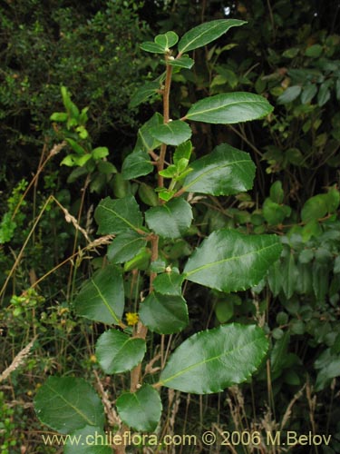 Фотография Azara serrata (Corcolén). Щелкните, чтобы увеличить вырез.